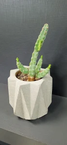 Xiaomi Poco C31 sample1-cactus