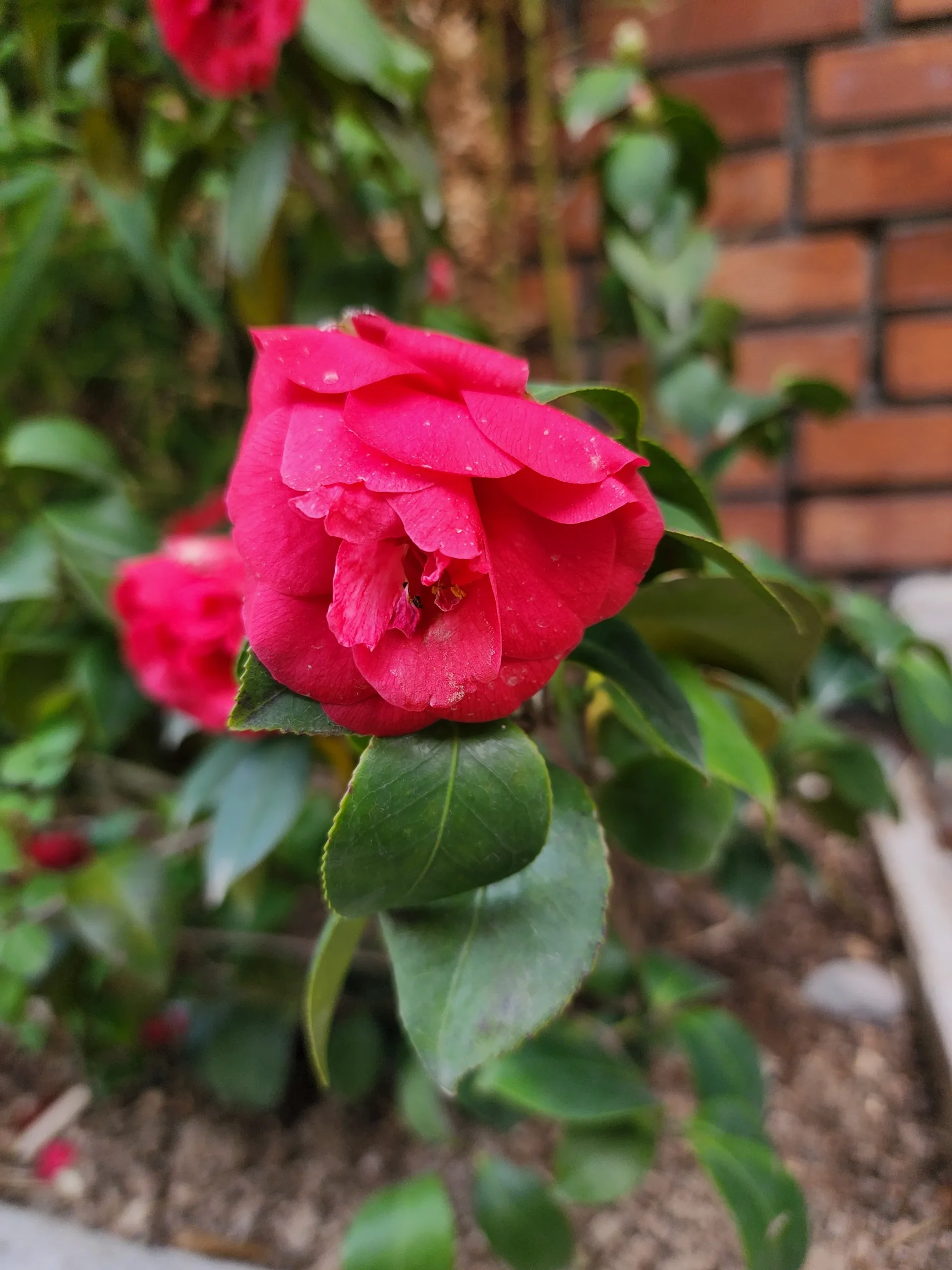 Samsung Galaxy S22 Ultra Sample11-flower
