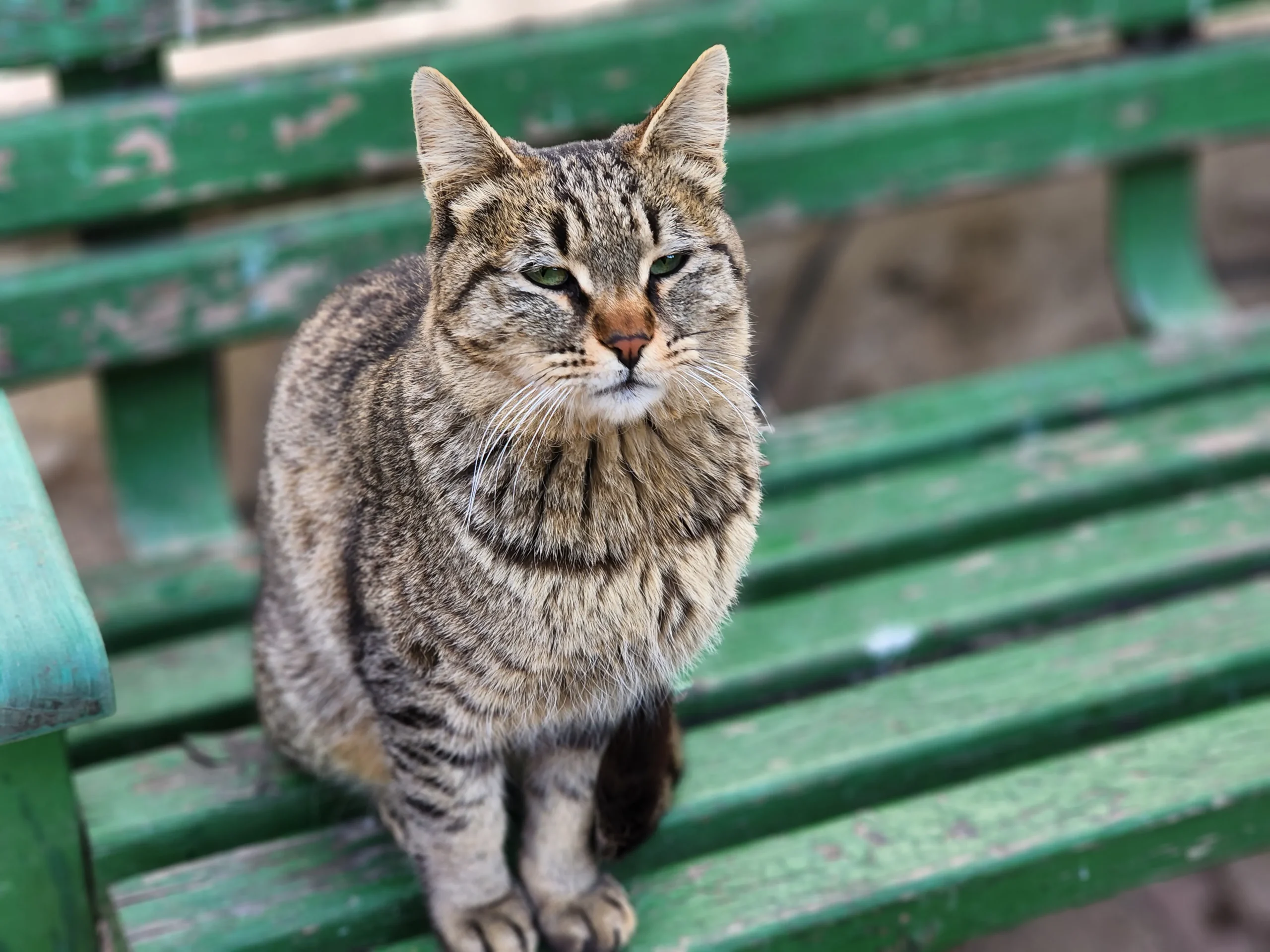 Samsung Galaxy S22 Ultra Sample13-cat