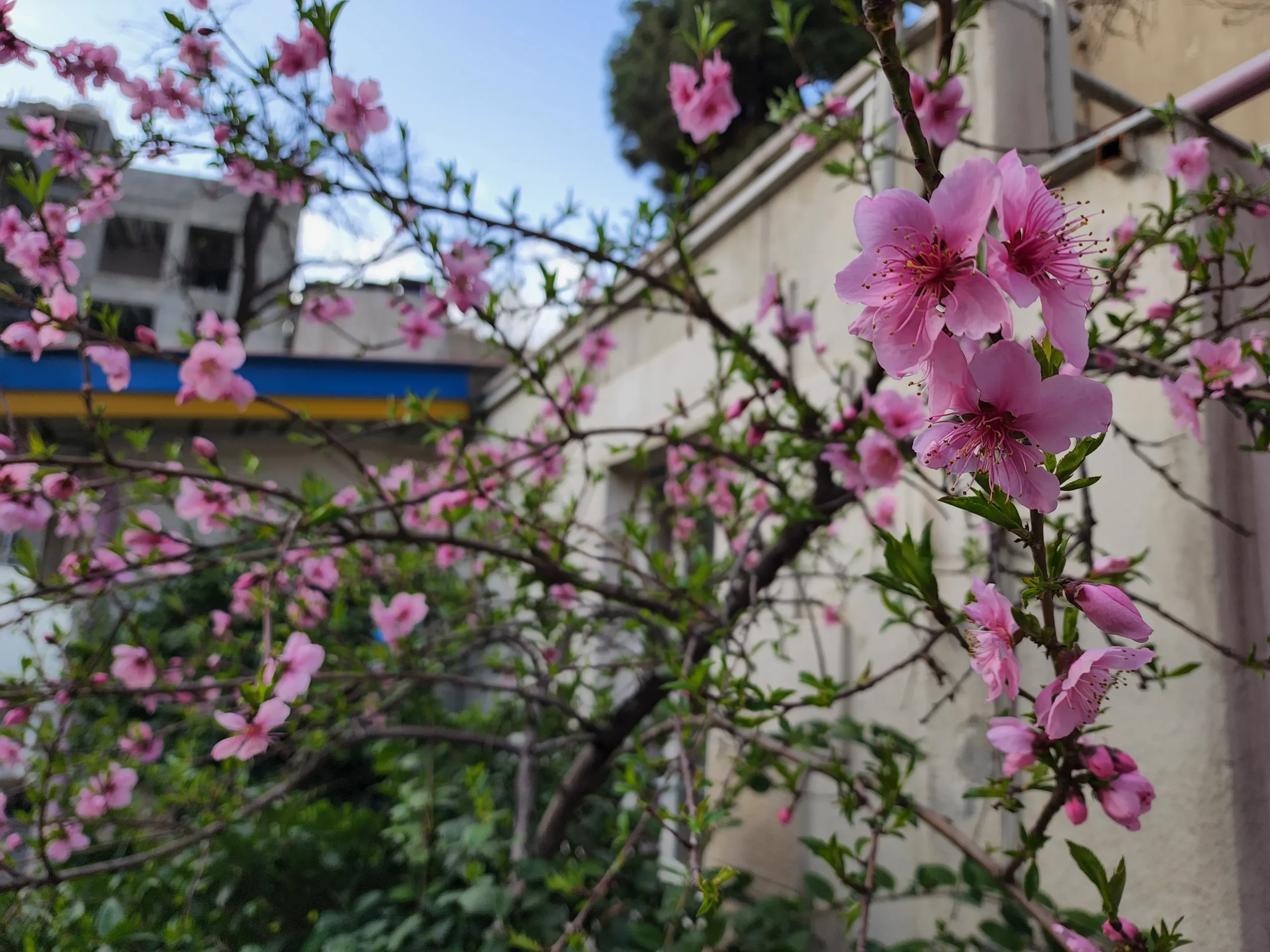 Samsung Galaxy S22 Ultra Sample14-flowers