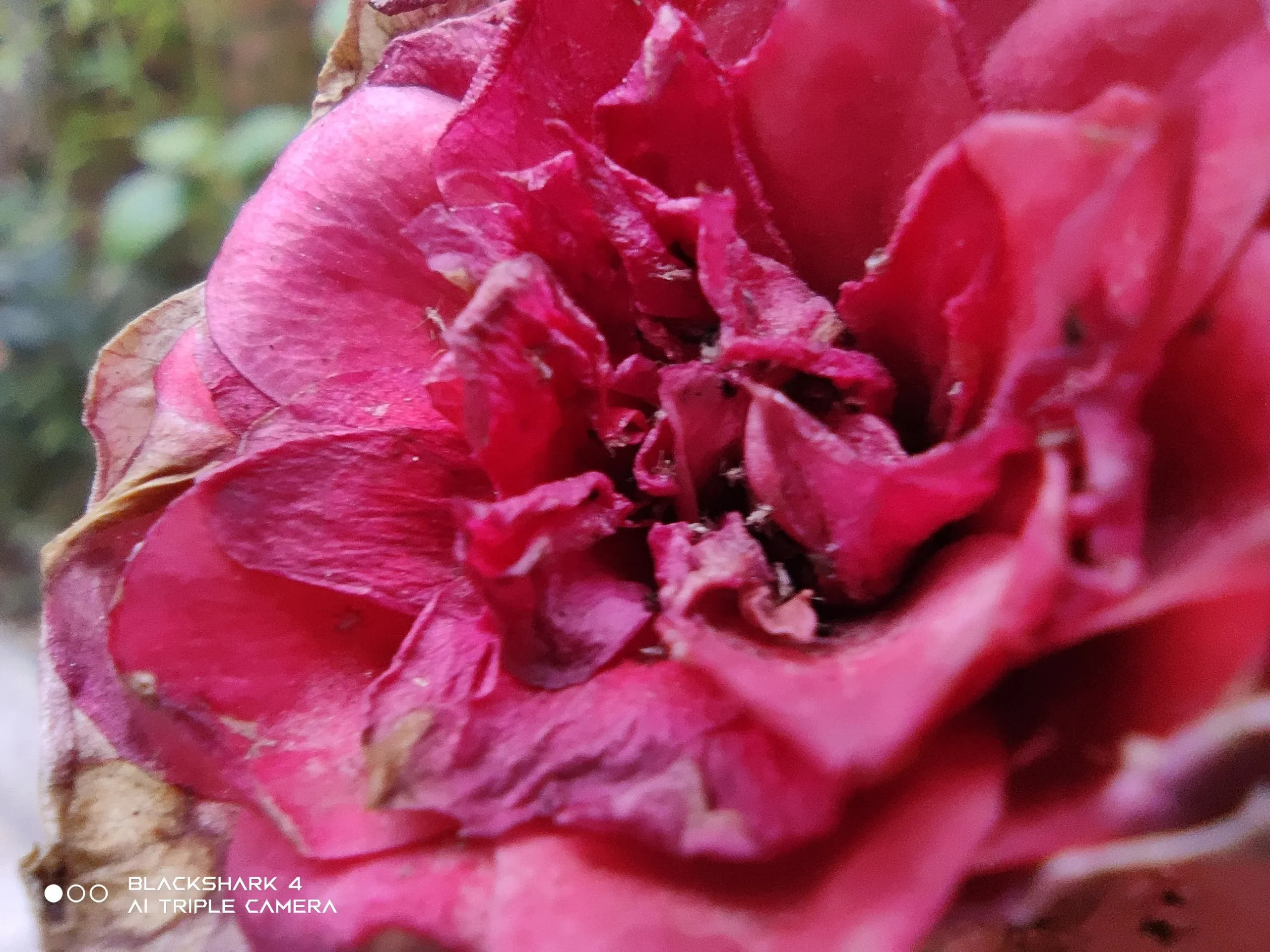 Xiaomi Black Shark 4 sample3-flower pink