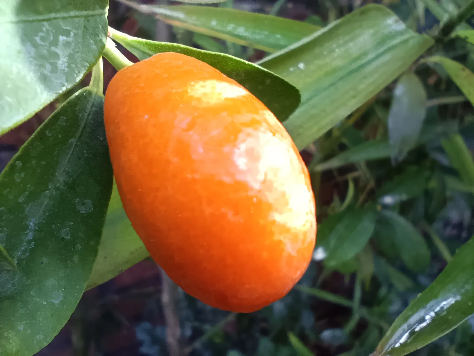 Xiaomi Redmi Note 11 Pro sample4-orange