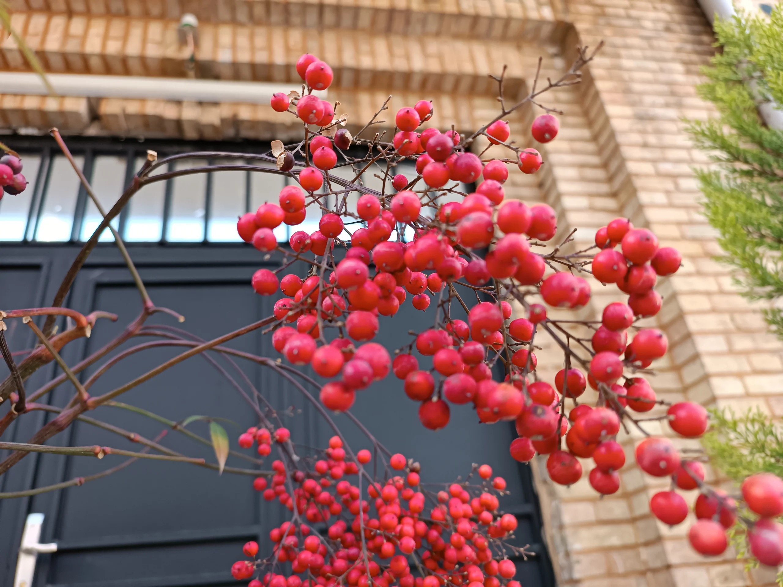 Xiaomi Redmi Note 11 Pro sample7-red