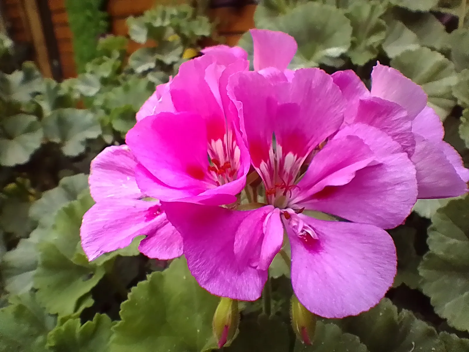 بررسی Realme C21Y Realme C21Y Sample10-flower