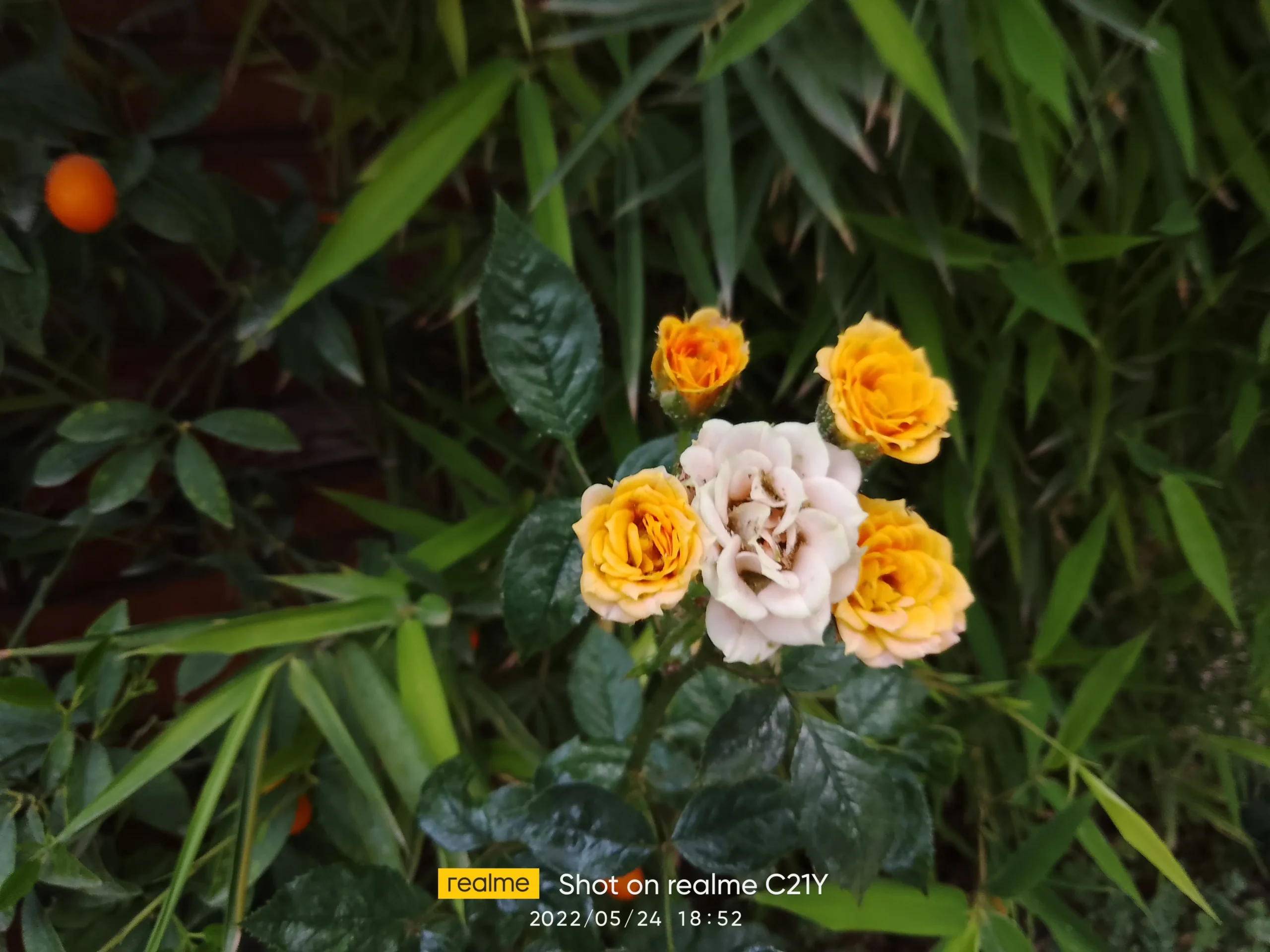 بررسی Realme C21Y Realme C21Y Sample14-flowers