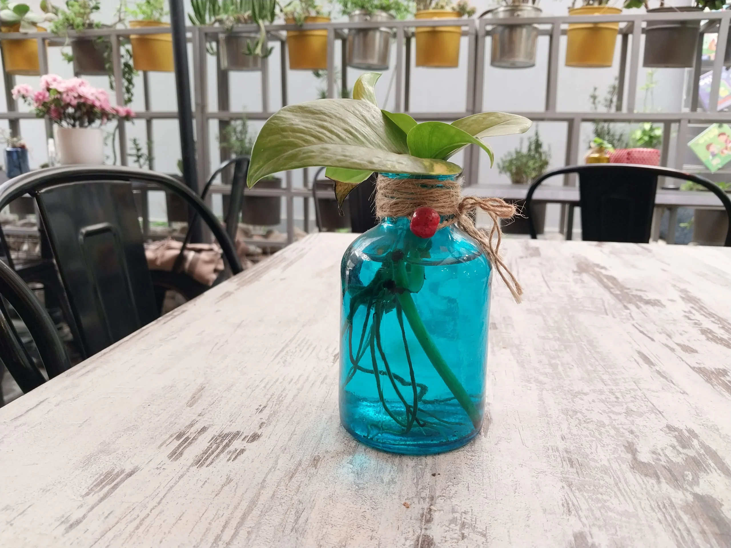بررسی سامسونگ گلکسی A23 Samsung Galaxy A23 sample5-plant
