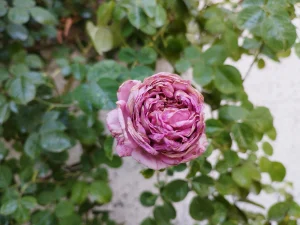 Huawei nova 9 SE sample2-flower