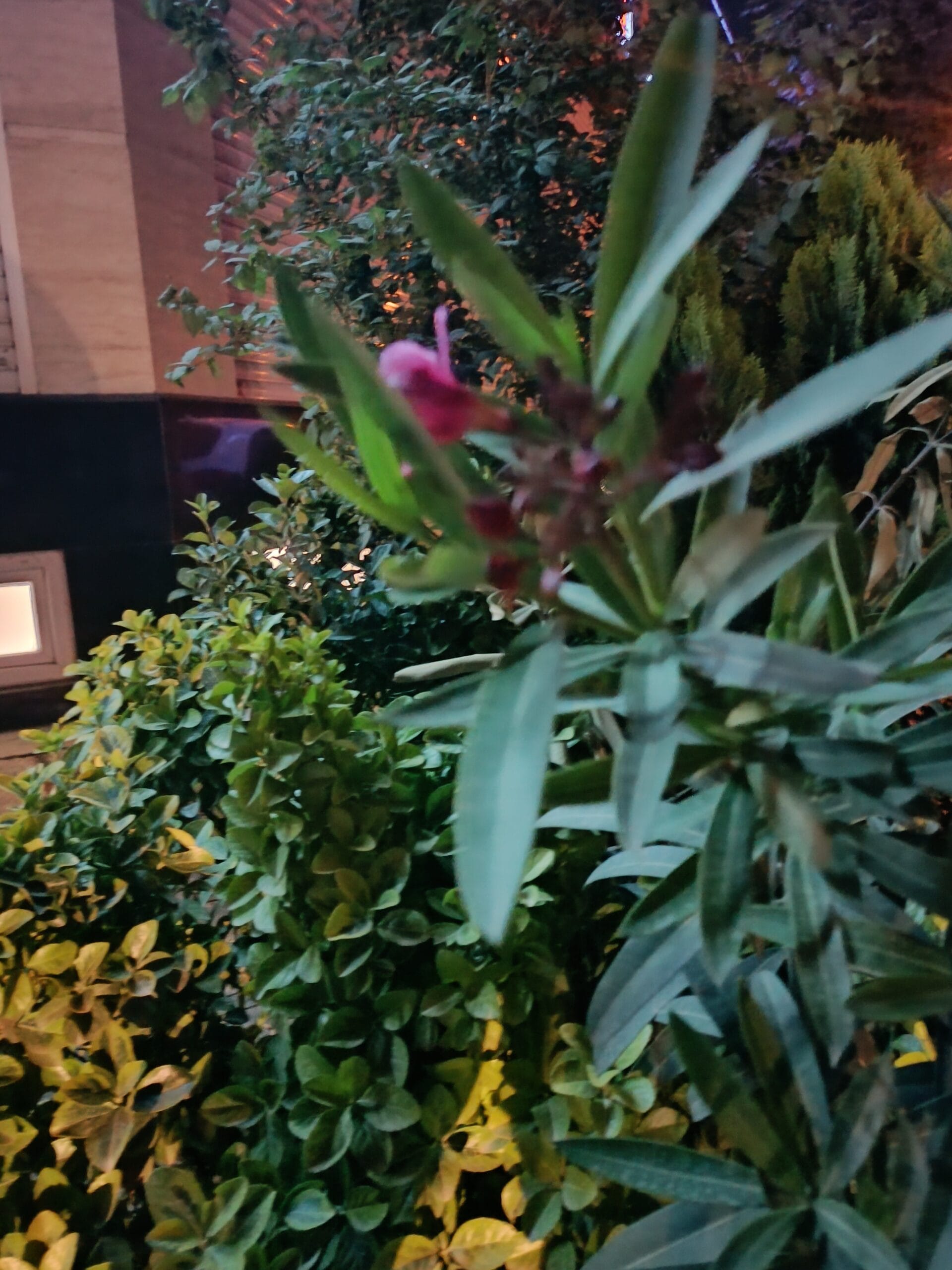 بررسی شیائومی ردمی نوت 11 پرو+ 5G redmi note 11 pro+ sample9-plnat