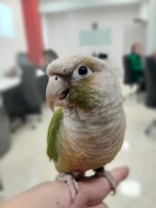 Samsung A13 sample2-parrot