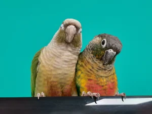 Samsung A13 sample5-parrots