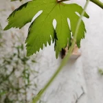 Xiaomi 12X Sample12-leaf