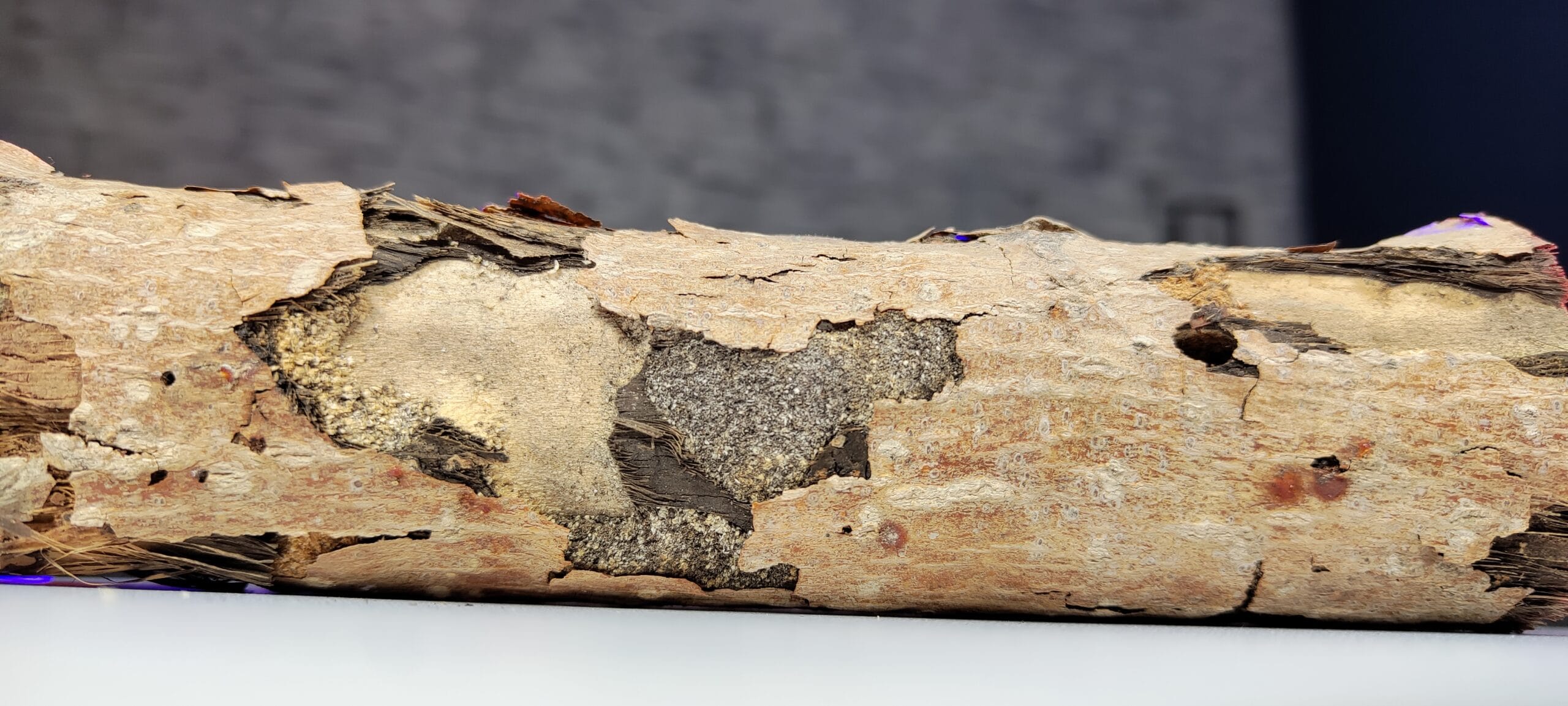 Xiaomi 12X Sample13-tree trunk