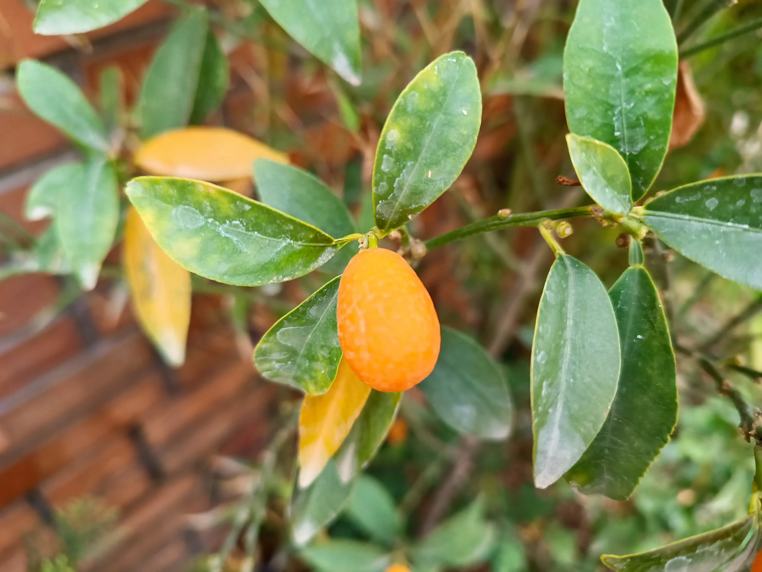 Xiaomi Redmi Note 11S sample8 fruit result scaled