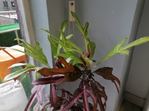 hauwei nova y70 sample11-plant