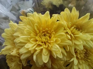 OnePlus 10T Sample12-yellow flower