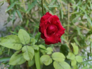 OnePlus 10T Sample2-red flower