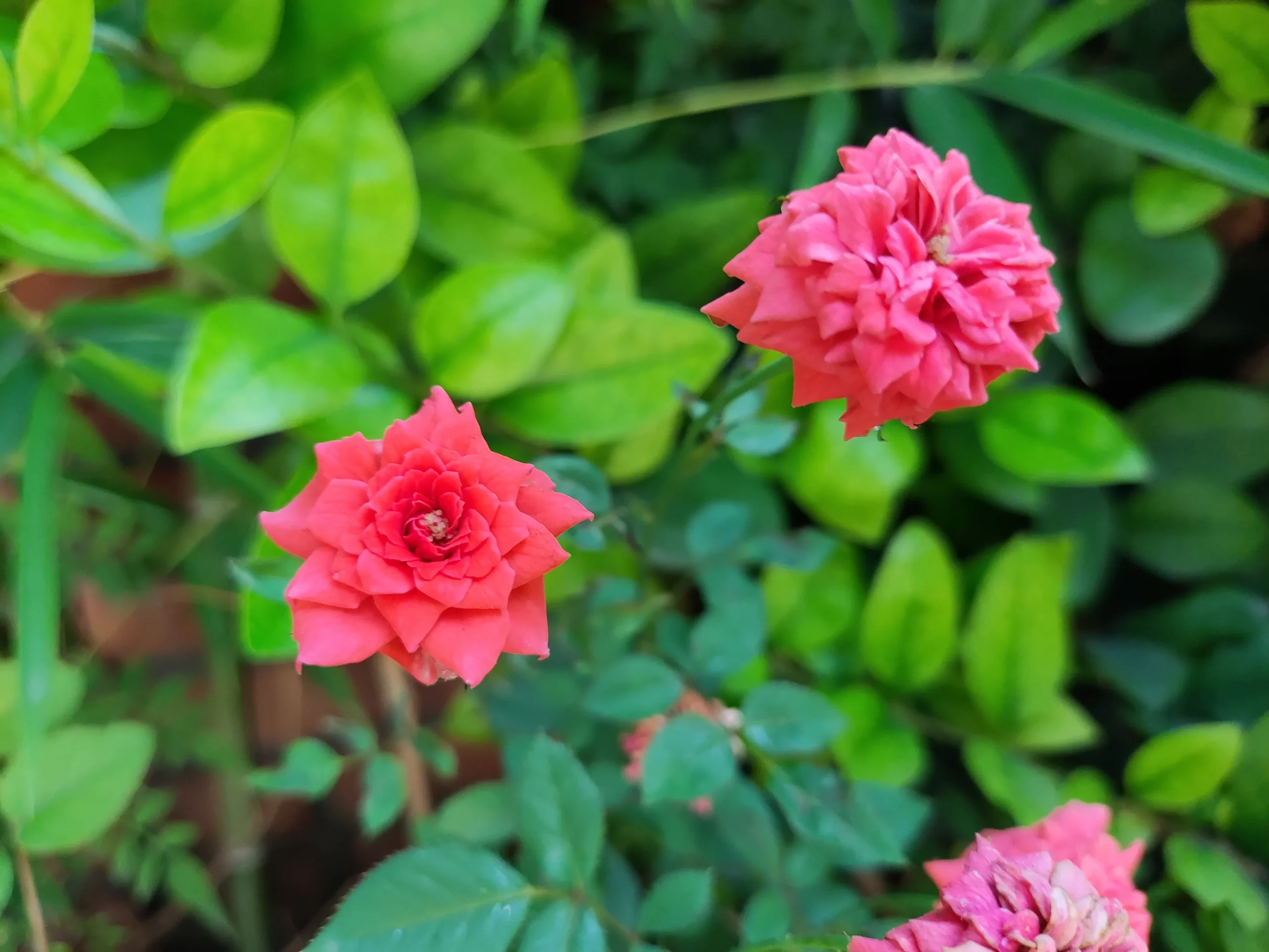 بررسی شیائومی ردمی K40S Xiaomi Redmi K40S Sample12-pink flower
