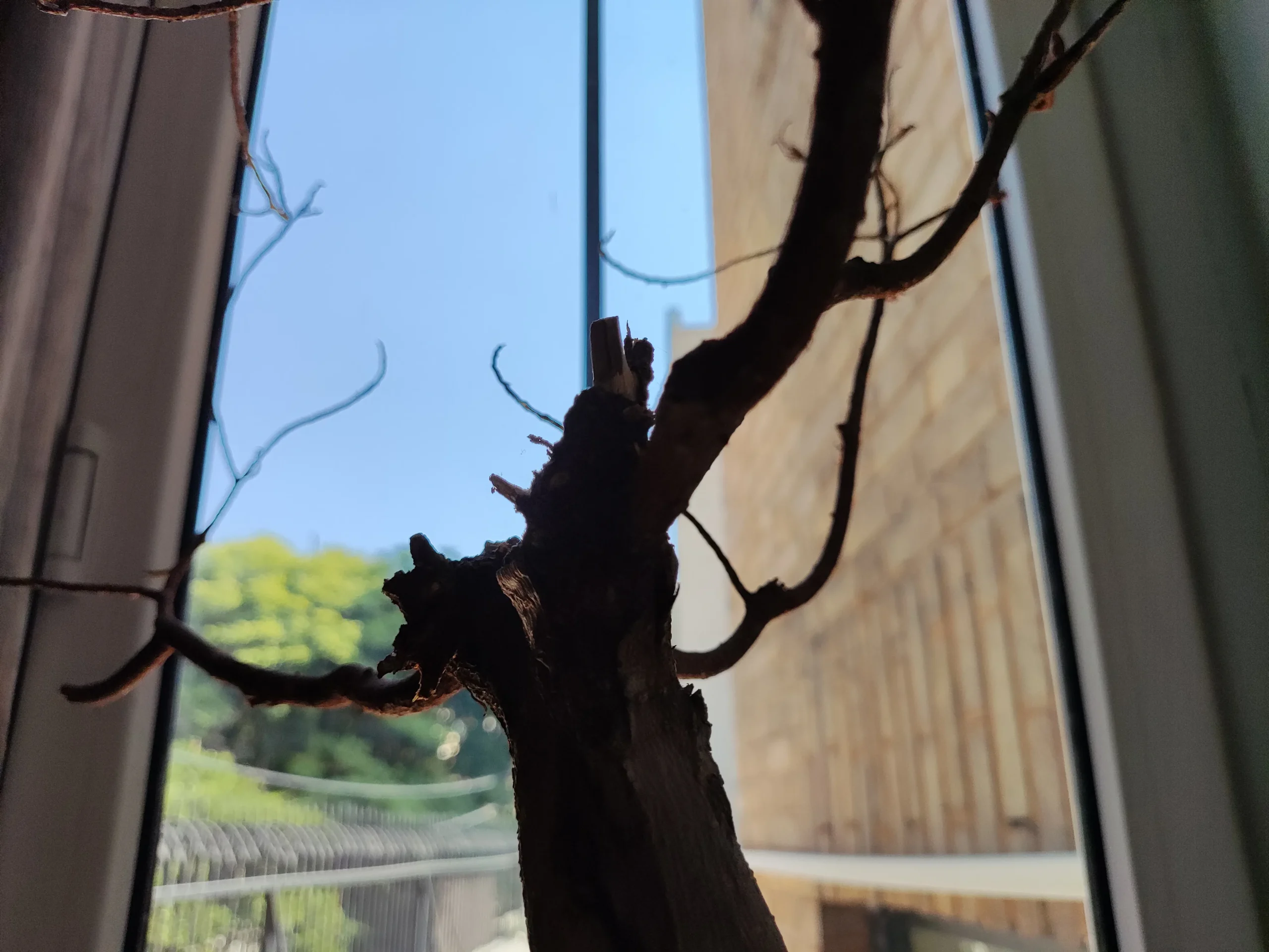 بررسی شیائومی ردمی K40S Xiaomi Redmi K40S Sample13-tree
