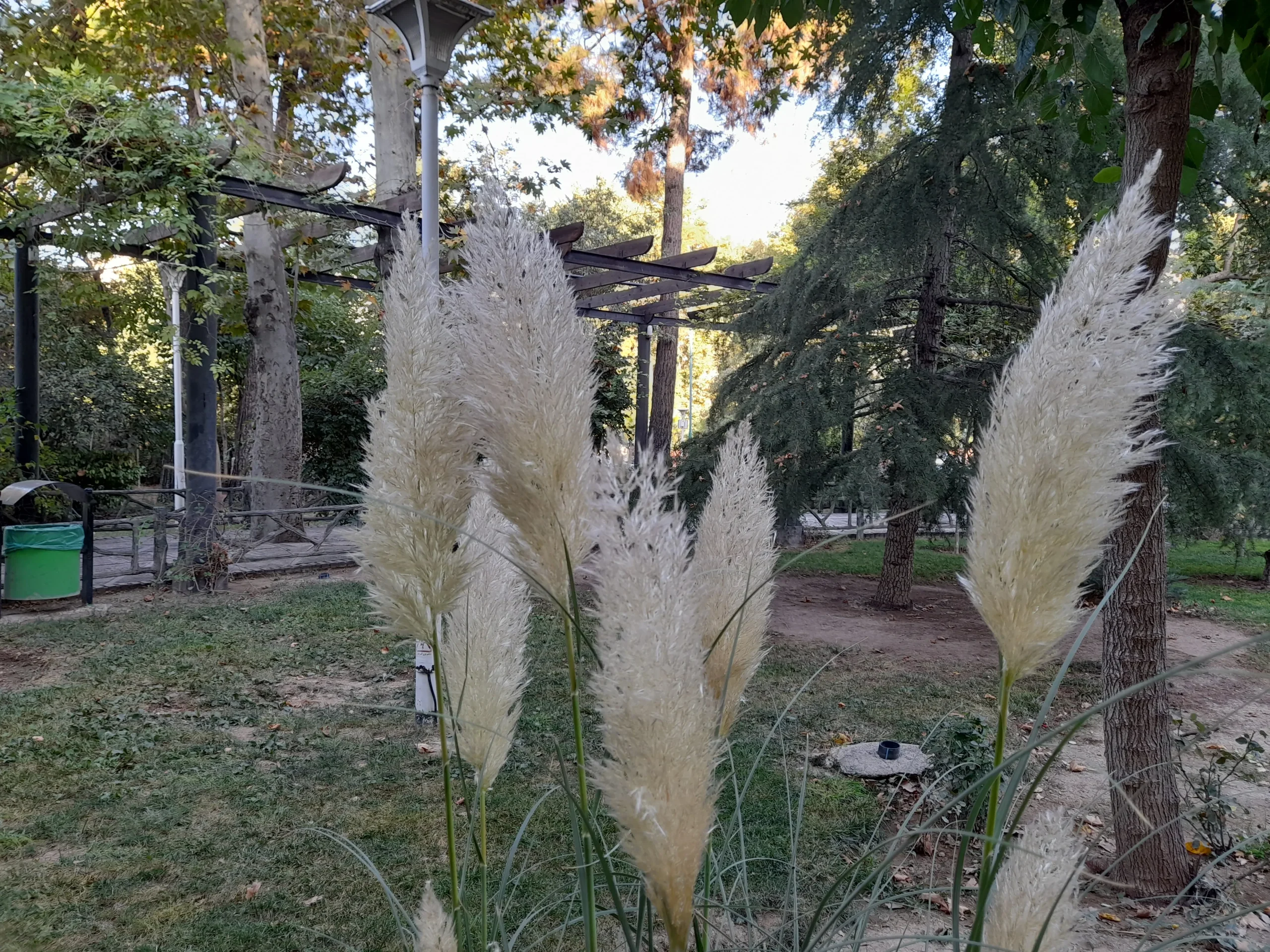 بررسی سامسونگ F12 samsung galaxy f12 sample14-plant