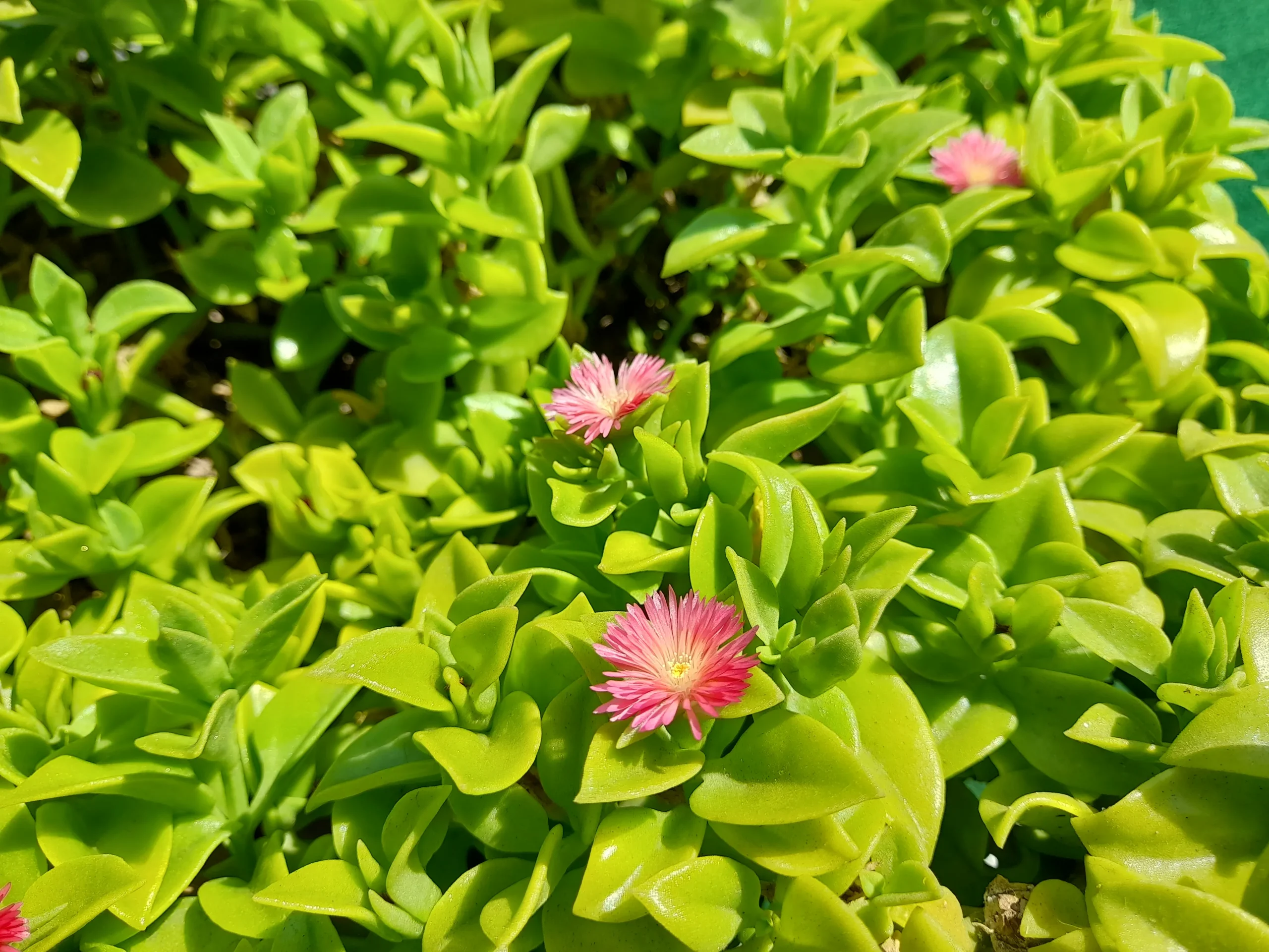 بررسی سامسونگ F12 samsung galaxy f12 sample18-plant