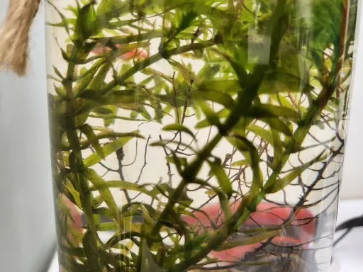 samsung galaxy z flip4 sample1-fish tank