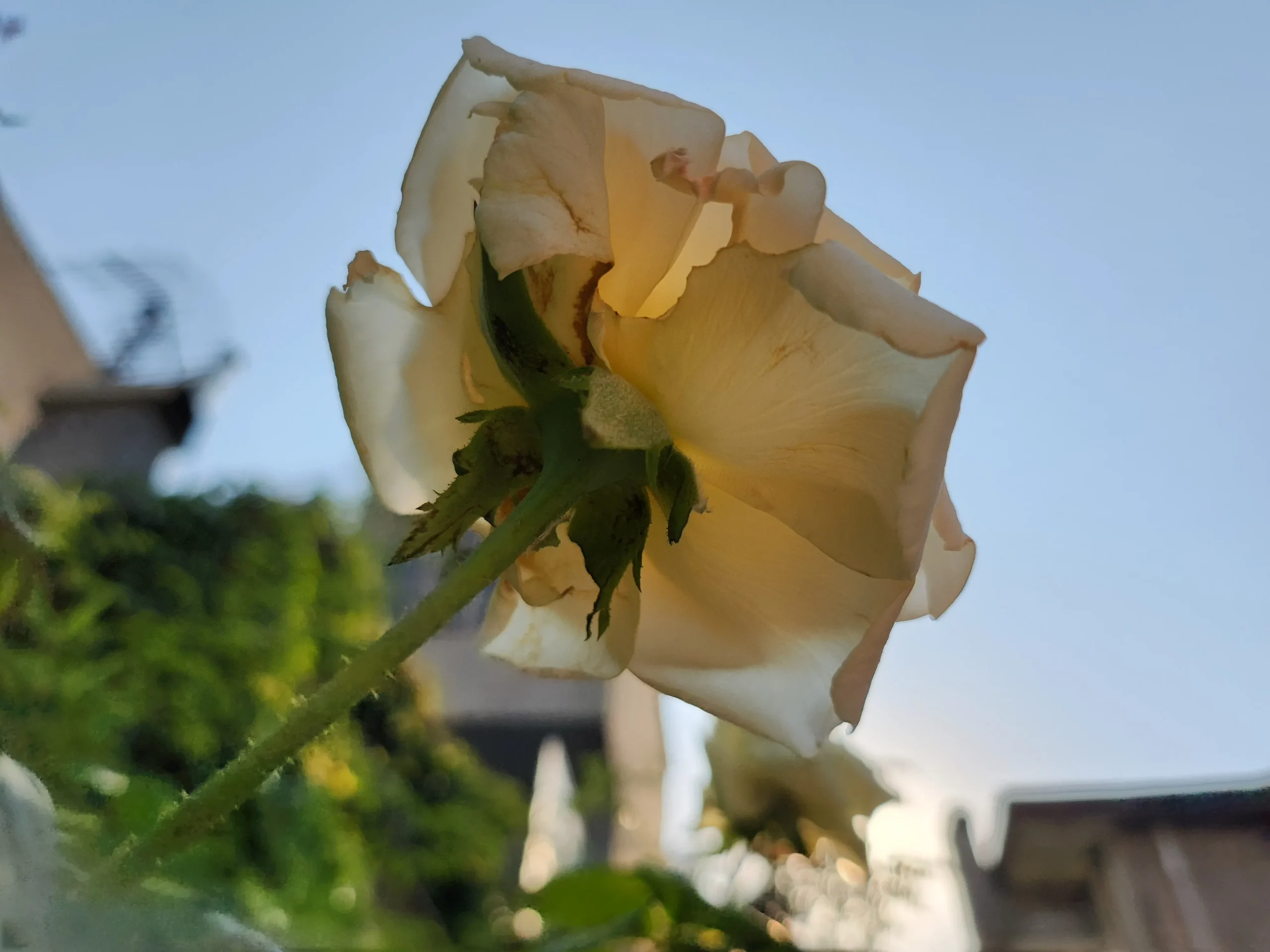 samsung galaxy z flip4 sample10-white flower