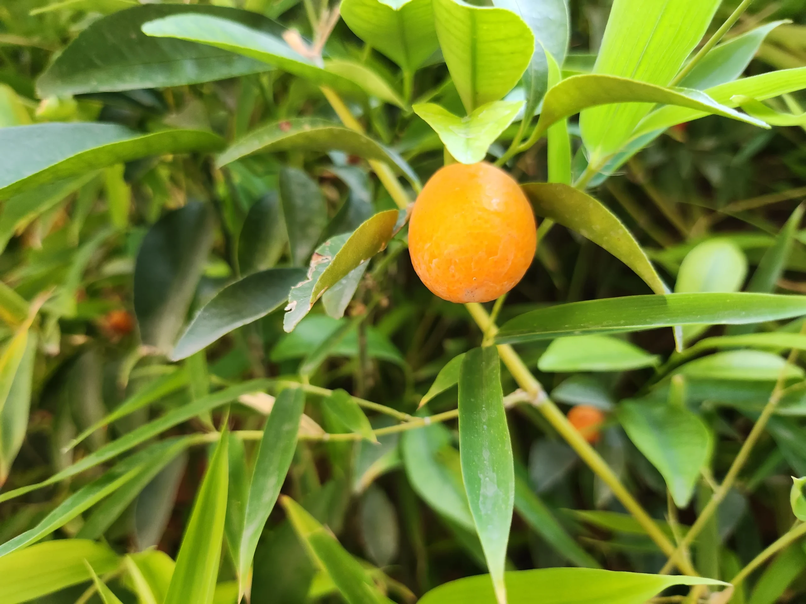 samsung galaxy z flip4 sample12-fruit