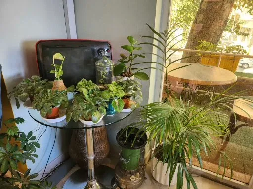 samsung galaxy z flip4 sample3-plants