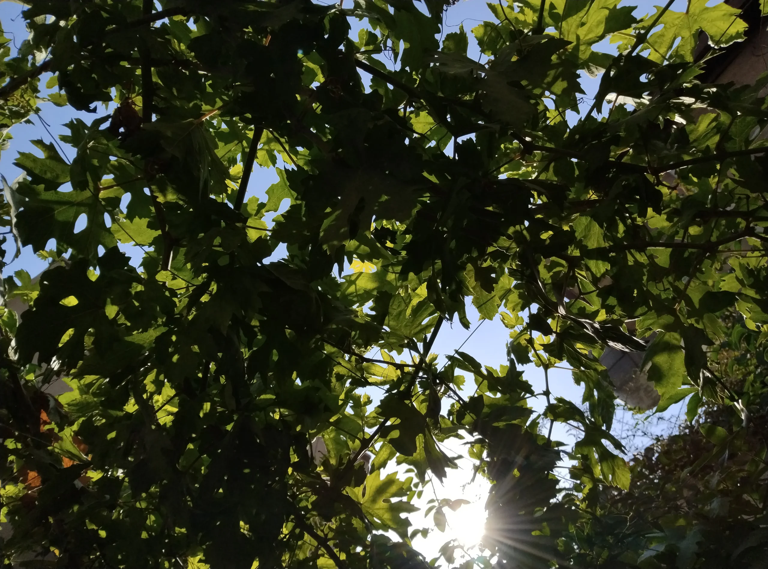 Xiaomi Poco C40 sample8-trees