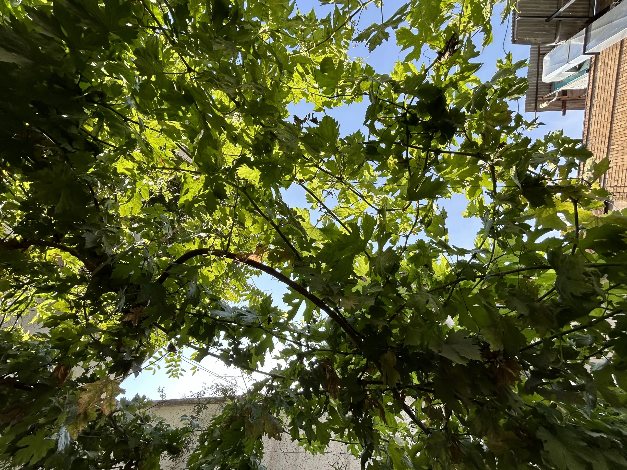 iPhone 14 sample1-trees