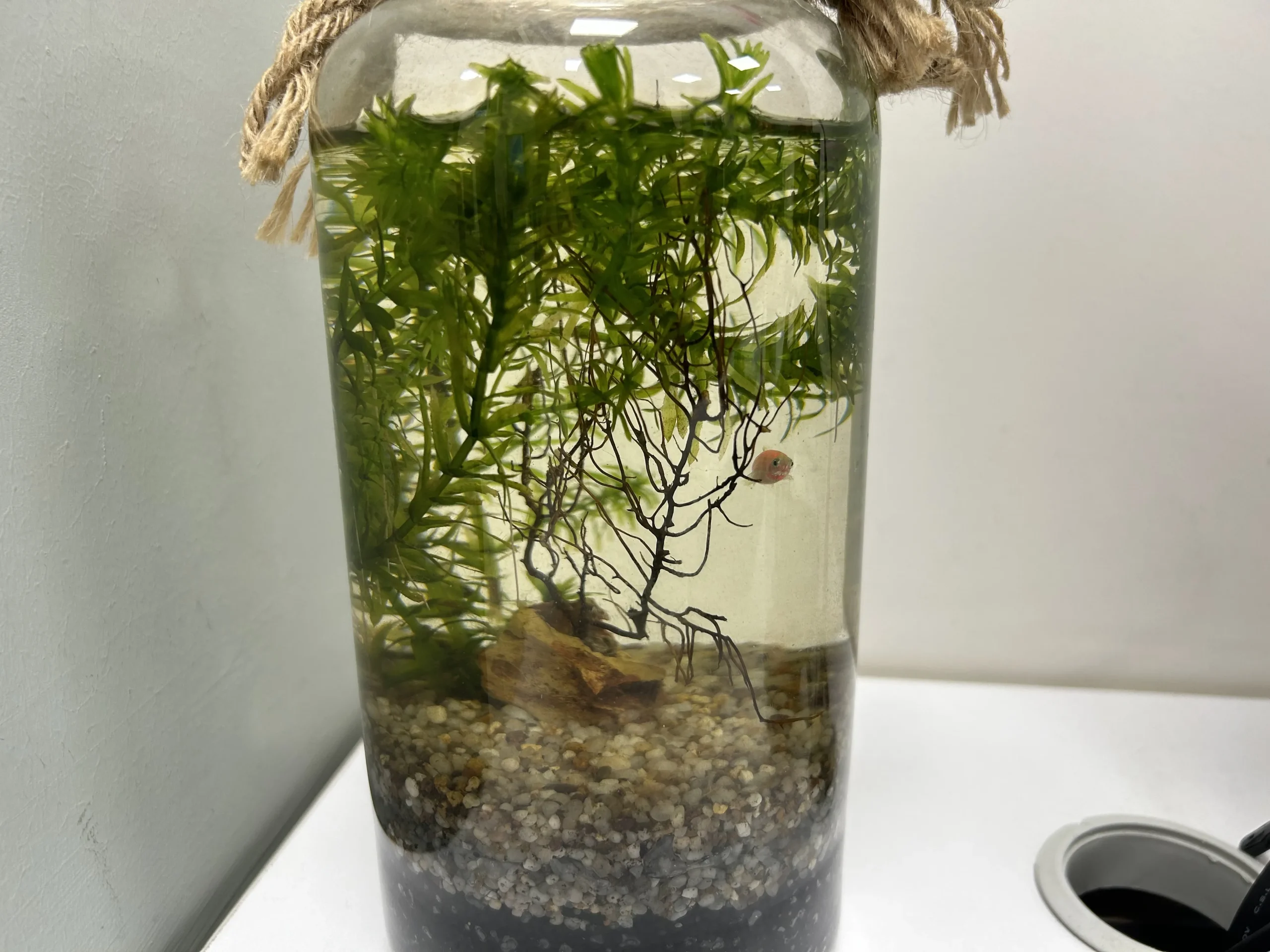 iPhone 14 sample11-fish in bowl