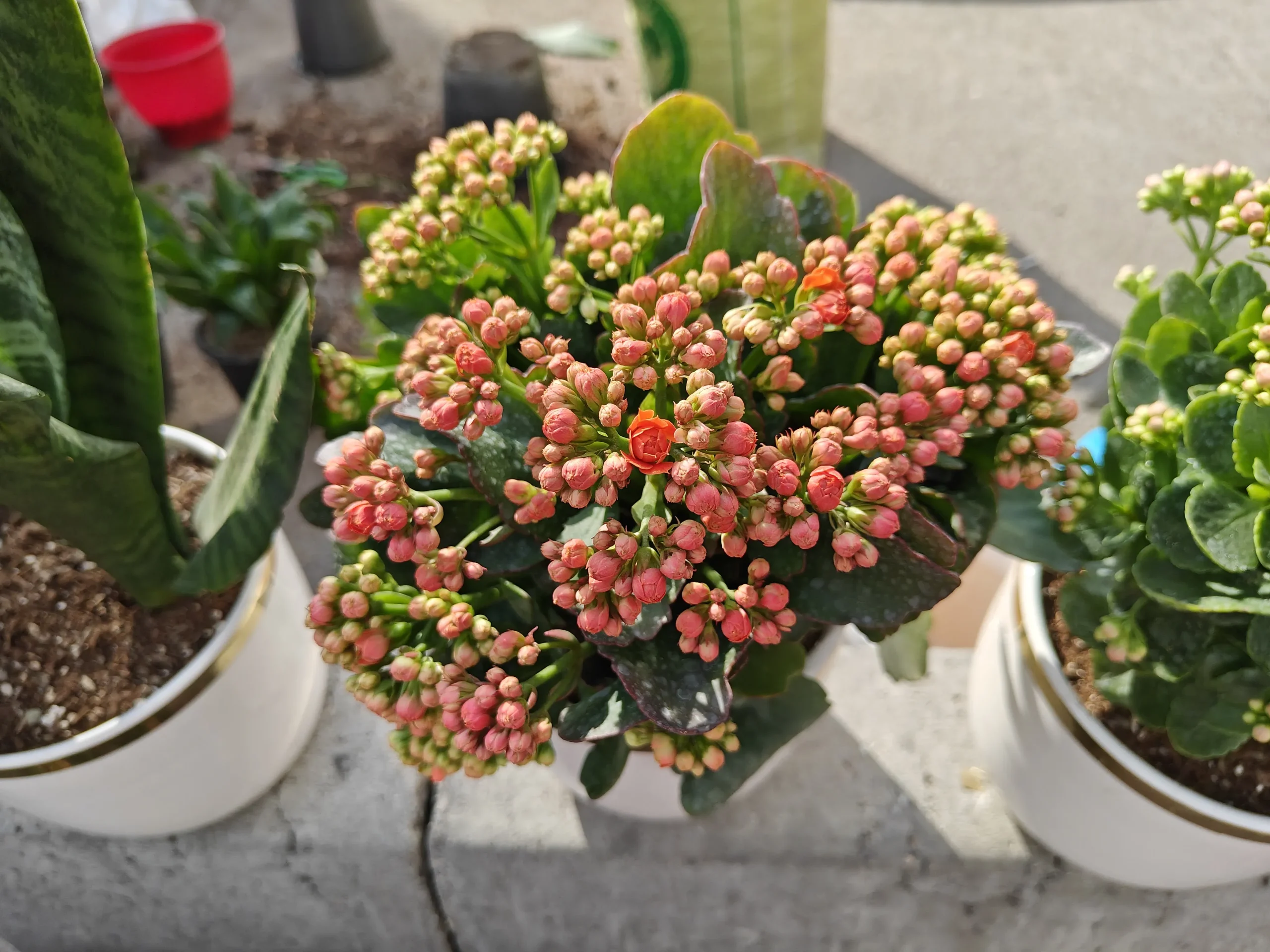 OnePlus 11 Sample12-small flowers