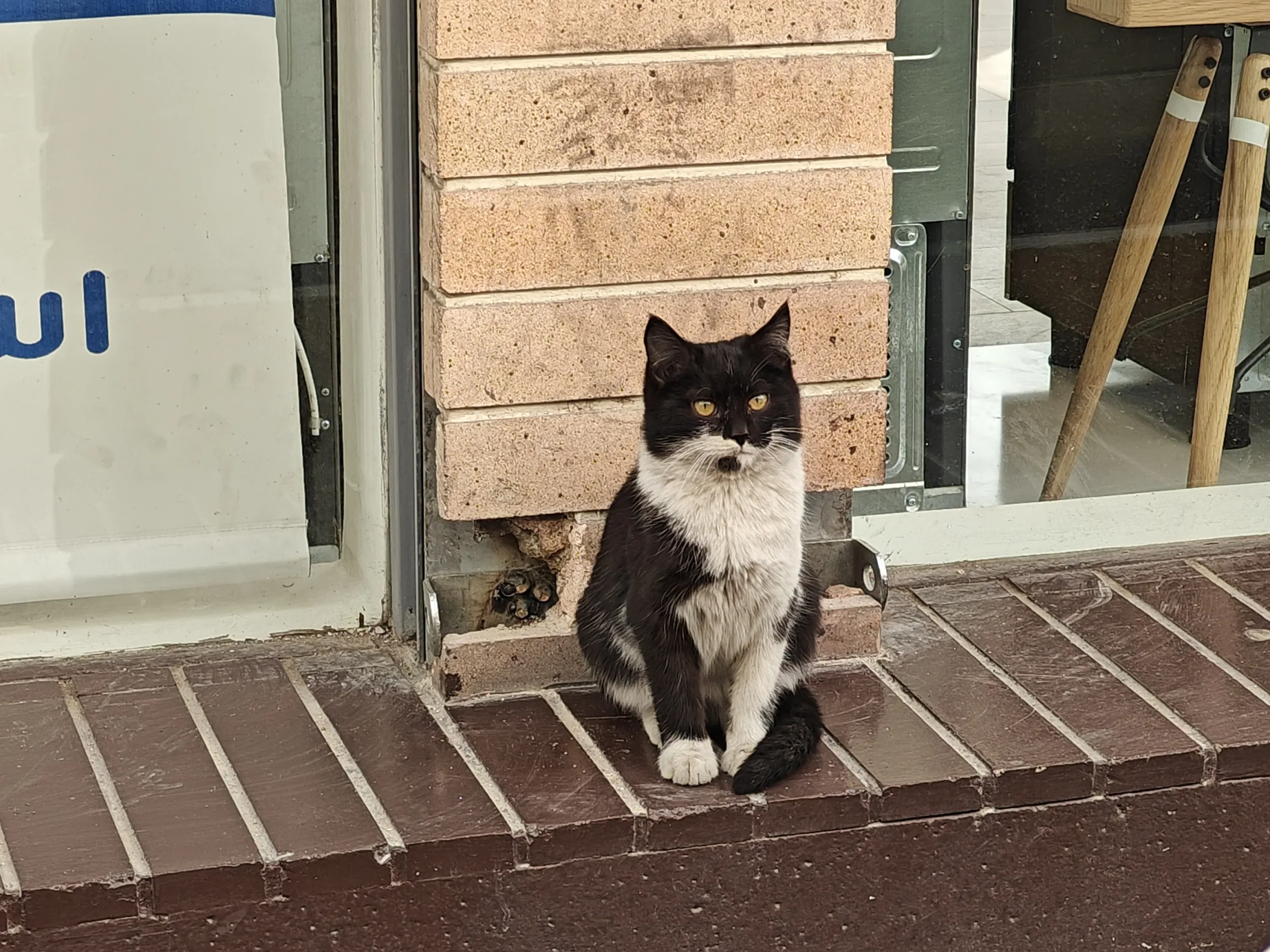 OnePlus 11 Sample17-cat