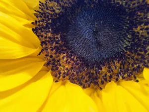 Samsung Galaxy A54 Sample18-sunflower