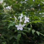 Google Pixel 7a Sample6-white flower