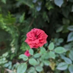 Google Pixel 7a Sample7-flower