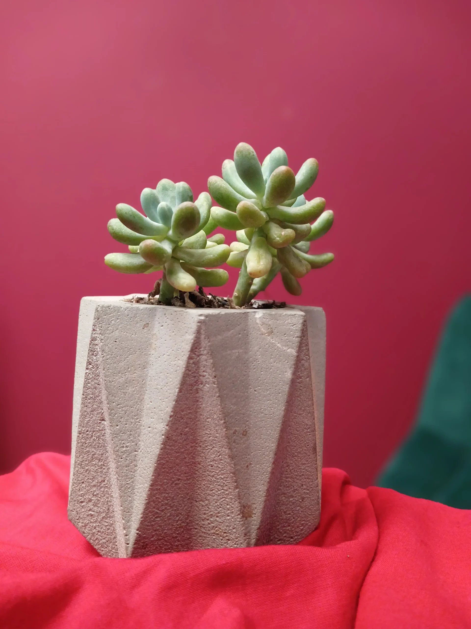 Samsung Galaxy A24 4G Sample23-plant