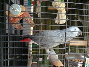 Realme C55 Sample10-parrot