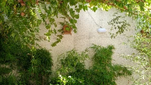 Realme C55 Sample15-trees 2X