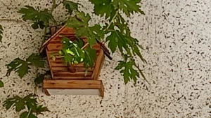 Realme C55 Sample17-bird cage 10X