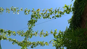 Realme C55 Sample18-plant 1X