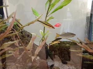 Realme C55 Sample4-fish