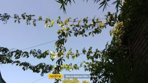 Realme C30s Sample11-tree 1X zoom