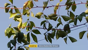 Realme C30s Sample13-tree 4X zoom
