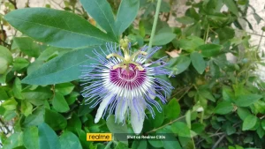 Realme C30s Sample5-flower
