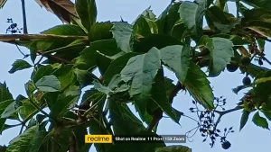 Realme 11 Pro+ Sample16-plant 15x zoom