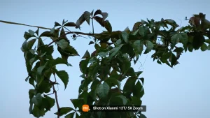 Shot-on-Xiaomi-13T-5X-Zoom