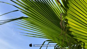 iPhone 15 Pro Max Sample11-plant JPEG max
