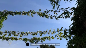 iPhone 15 Pro Max Sample21-plant 1x zoom