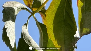 iPhone 15 Pro Max Sample27-plant 25x zoom